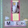 Milo_king_of_the_castle_5B1600x12005D_5BiPod_Photo5D.jpg