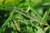 may_macro_4.jpg