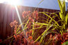 sunglare-pic.jpg