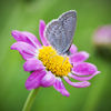 Daisy_butterfly_square_copy~0.jpg