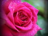 Rose.jpg
