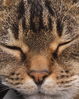 TibbyToes.jpg