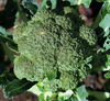 broccoli.jpg
