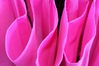 macro_umbrella.jpg