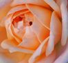 DSC_5604.JPG